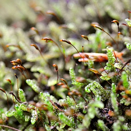 plagiothecium denticulatum