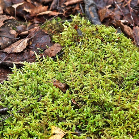 Pleurozium schreberi