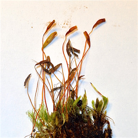 Pohlia elongata