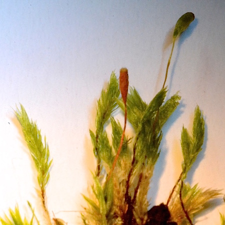 Pohlia longicolla