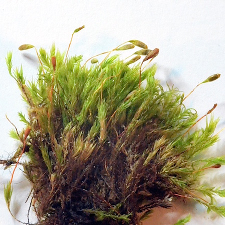 Pohlia longicolla