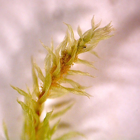 Pohlia proligera