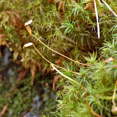 polytrichastrum formosum