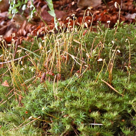 polytrichastrum formosum