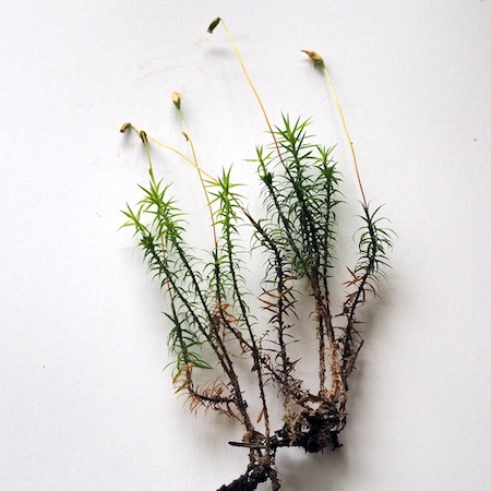 Polytrichastrum formosum