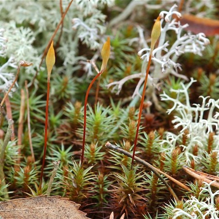 polytrichum juniperinum