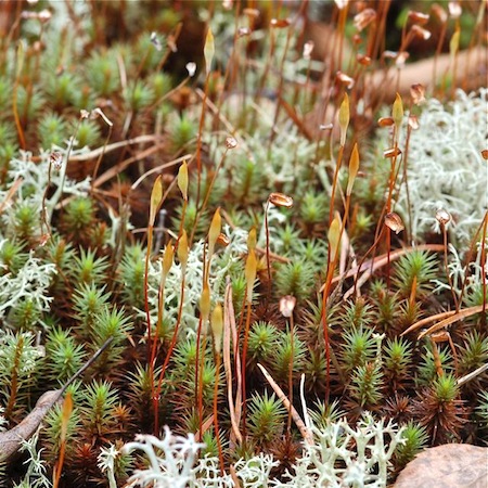 polytrichum juniperinum