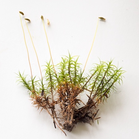 Polytrichum juniperinum