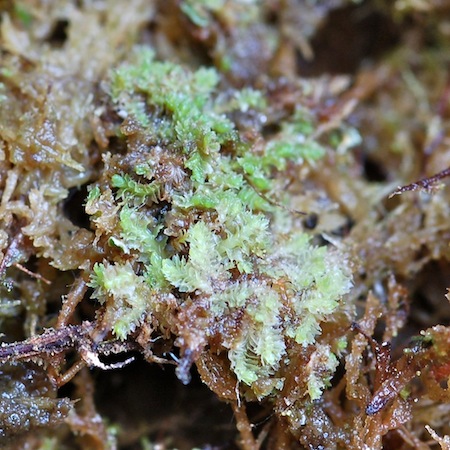 lophozia incisa