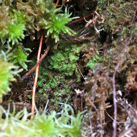 lophozia incisa