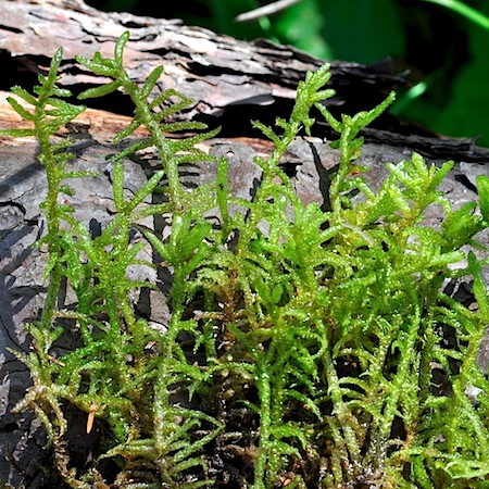 pseudoscleropodium purum