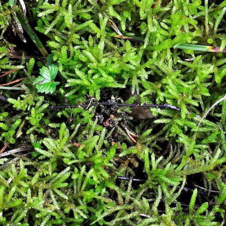 pseudoscleropodium purum