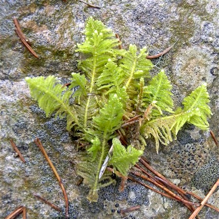 ptilium crista-castrensis