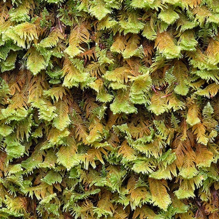 Ptilium crista-castrensis