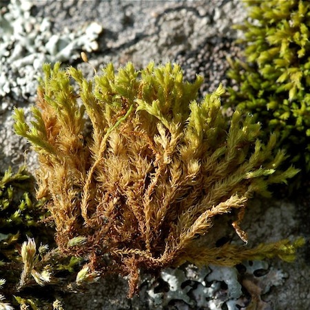 racomitrium microcarpon