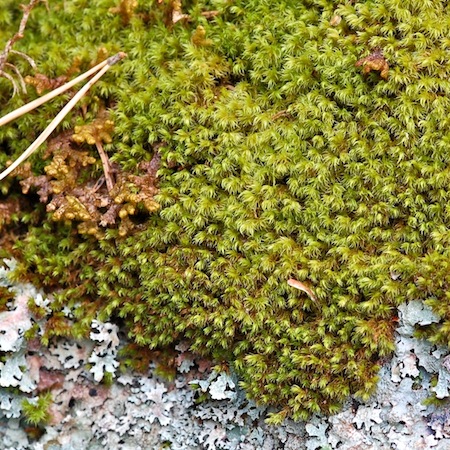 racomitrium microcarpon