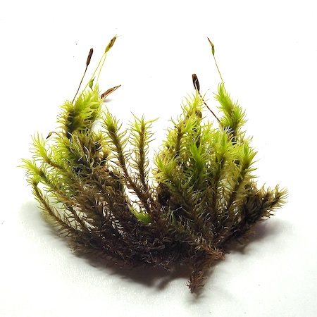 Racomitrium microcarpon