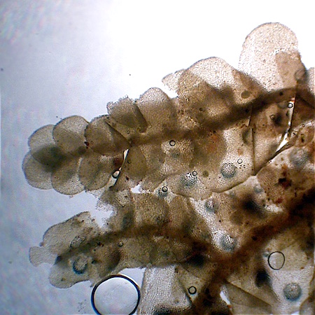 Radula lindenbergiana