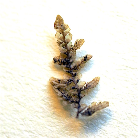 Radula lindenbergiana