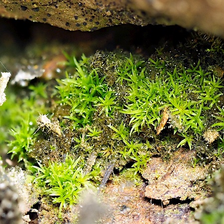 Rhabdoweisia crispata