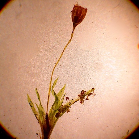 Rhabdoweisia crispata