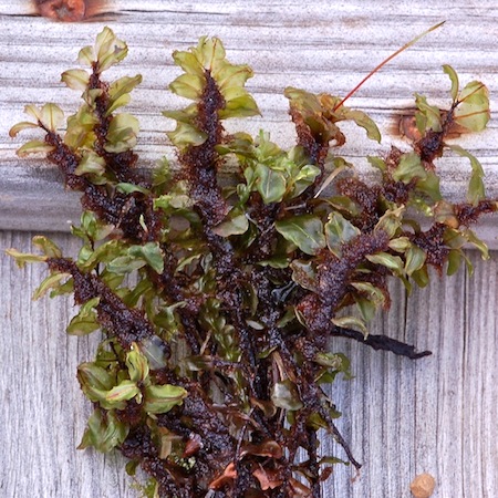 rhizomnium magnifolium