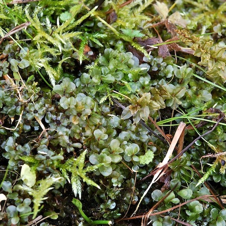 rhizomnium magnifolium