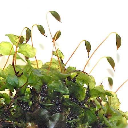 rhizomnium magnifolium