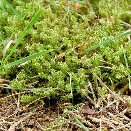 rhytidiadelphus squarrosus