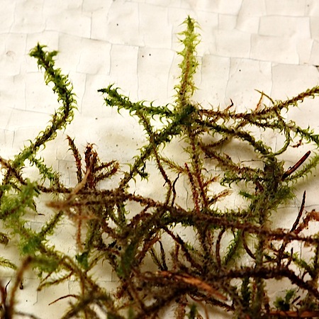 rhytidiadelphus subpinnatus