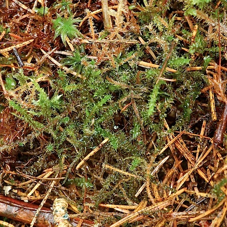 rhytidiadelphus subpinnatus