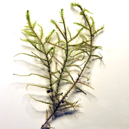 Rhytidiadelphus subpinnatus