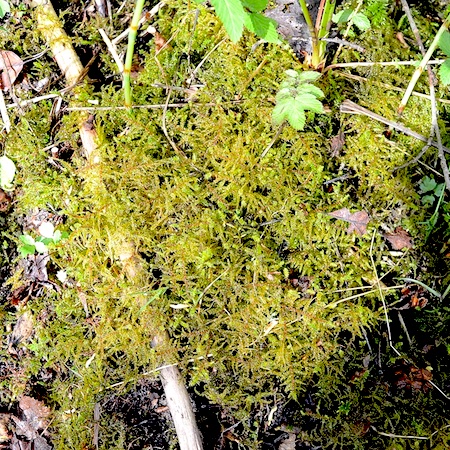 Rhytidiadelphus subpinnatus