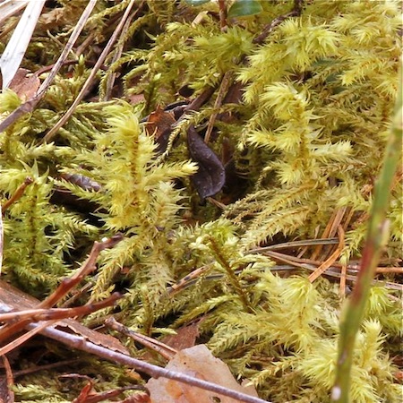 rhytidiadelphus triquetrus