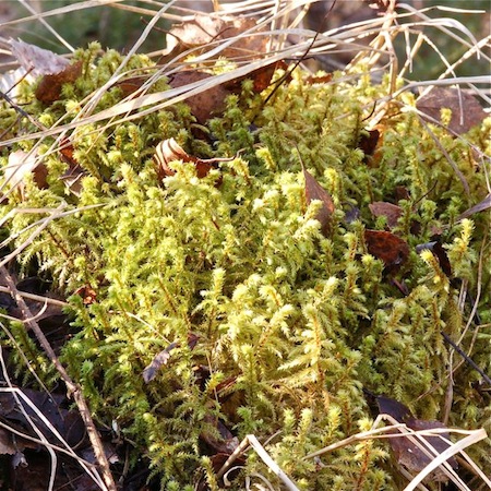 rhytidiadelphus triquetrus<empty>