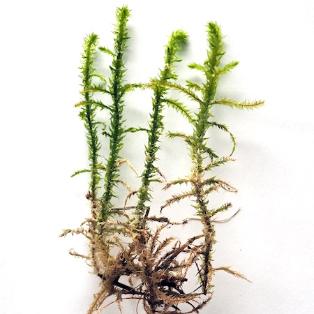 Rhytidiadelphus triquetrus