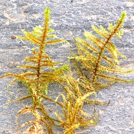 Rhytidiadelphus triquetrus