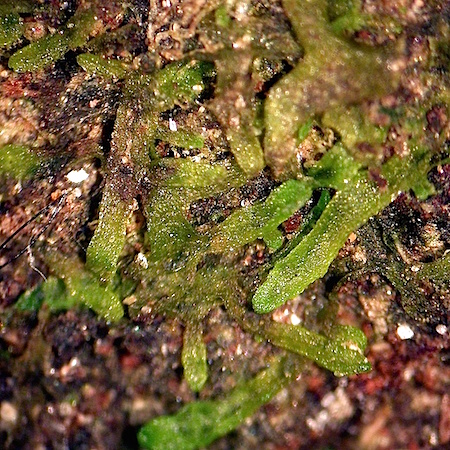 Riccardia incurvata