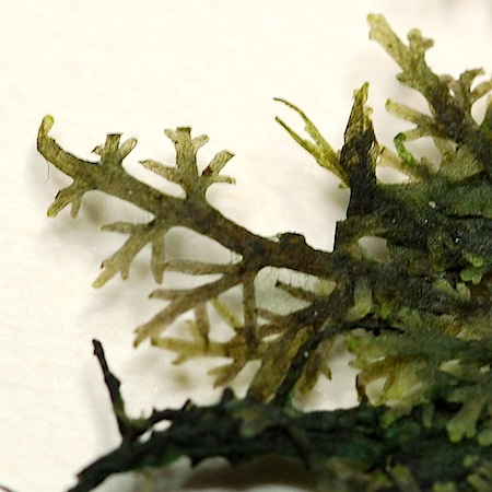riccardia multifida