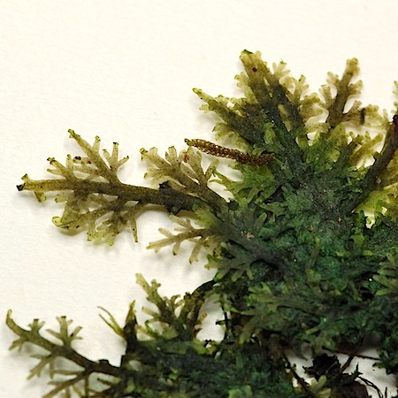 riccardia multifida
