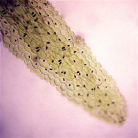 Riccardia multifida