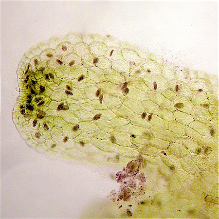 Riccardia multifida