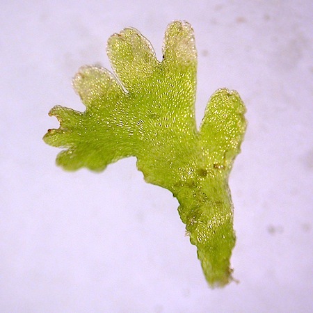 riccardia palmata
