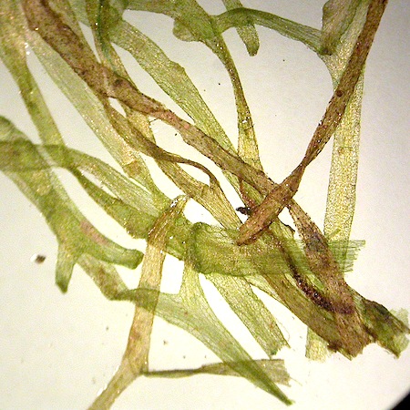 riccia fluitans