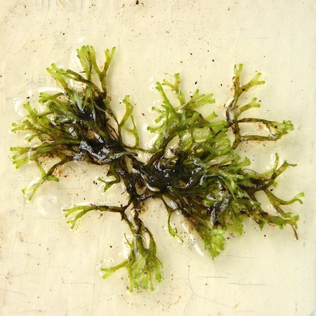 riccia fluitans