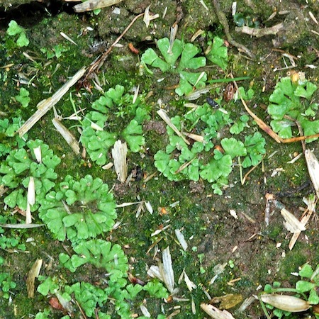 riccia glauca
