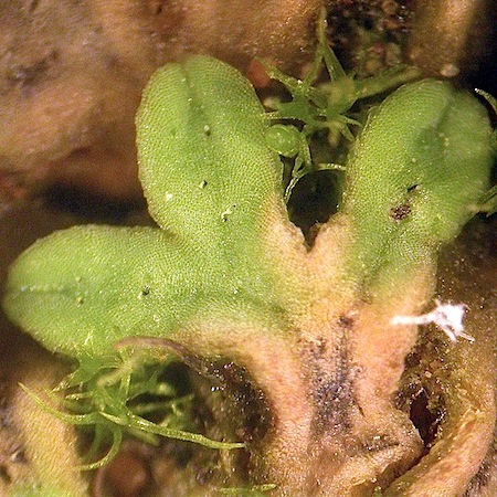 Riccia sorocarpa