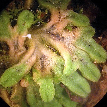 Riccia sorocarpa