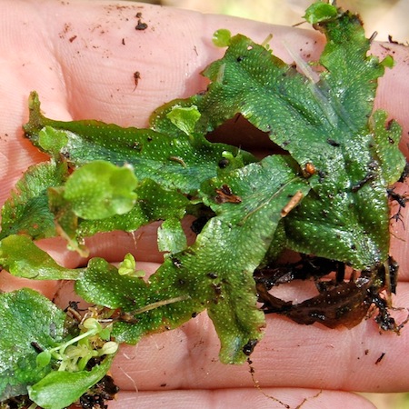conocephalum salebrosum