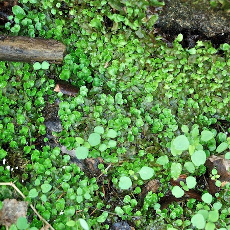 conocephalum salebrosum
